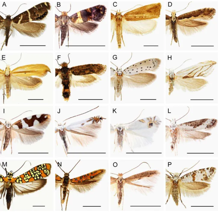 Figure 5. Representative adult habitus images of all yponomeutoid families and subfamilies recognized in this study