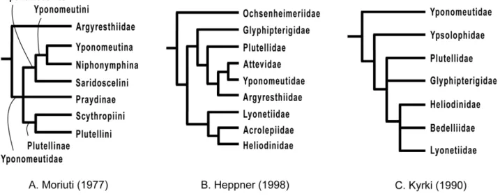 Figure 1. Previous hypotheses of phylogenetic relationships in Yponomeutoidea. A. Moriuti (1977), B
