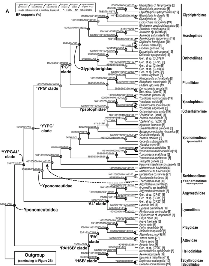 Figure 2. The best ML tree found for nt123 analysis of the deliberately incomplete 8–27 gene, 139-taxon data set, showing Yponomeutoidea only
