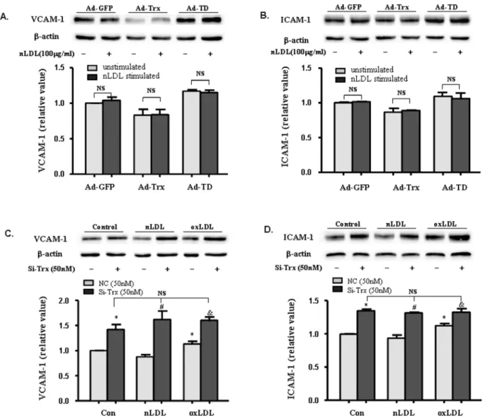 Figure 2. Effect of native LDL (nLDL) on the expression of VCAM-1 and ICAM-1 in Trx-overexpressing and -knock-down HUVECs