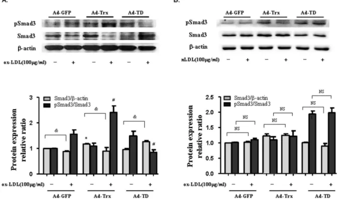 Figure 3. Effect of Trx on the expression of pSmad3 and Smad3 in HUVECs stimulated with ox-LDL and nLDL