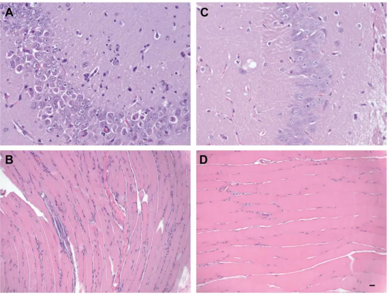 Fig 4. Comparative histological imaging of skeletal muscle and brain after mock infection and infection with ZIKV