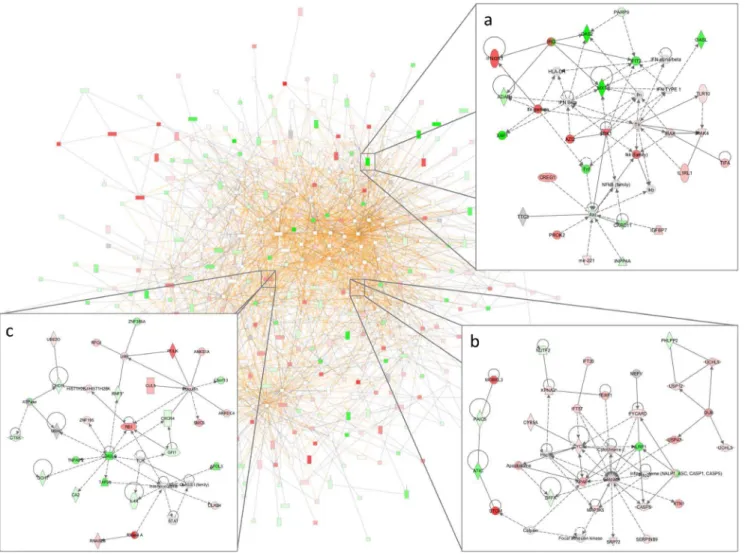 Figure 3. Ingenuity Pathway Analysis network. Example of a gene network derived from genes uniquely regulated at 48 hours, comprising 3 merged networks consisting of 444 genes (red, increased expression; green, decreased expression) as derived from Ingenui