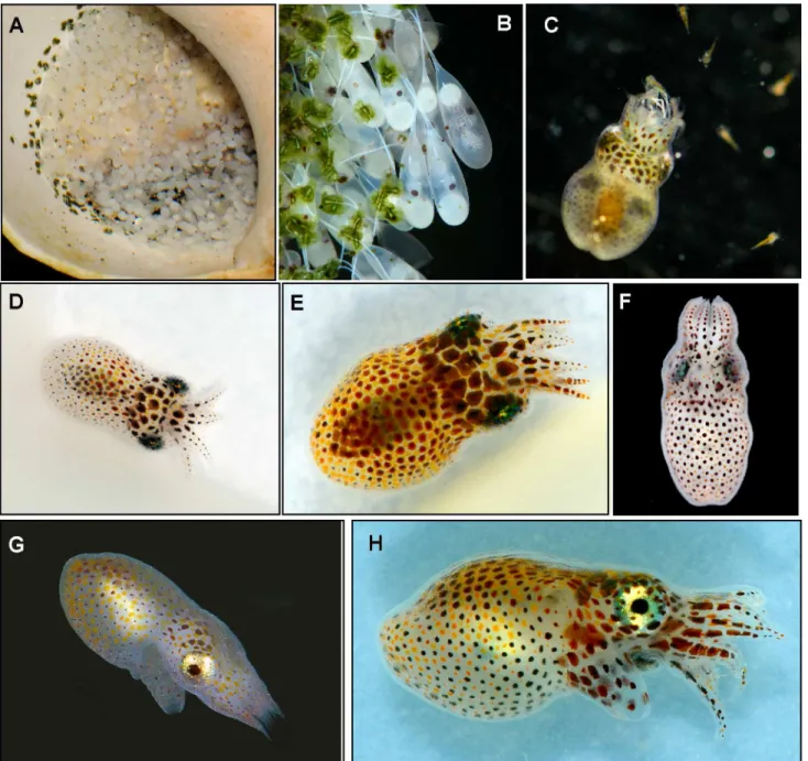 Fig 5. Life cycle stages of Larger Pacific Striped Octopus. A) Eggs attached to shell used for brooding; B) Close up of eggs from a single clutch