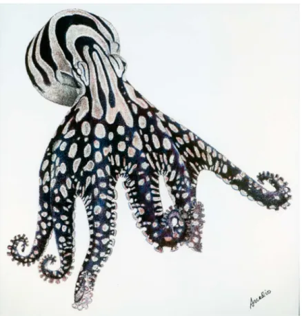 Fig 1. Artwork depicting Larger Pacific Striped Octopus. by AR.