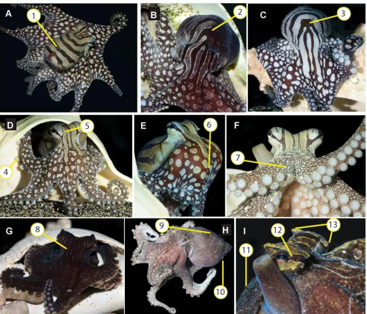 Fig 2. Body color and texture components and patterns of the Larger Pacific Striped Octopus