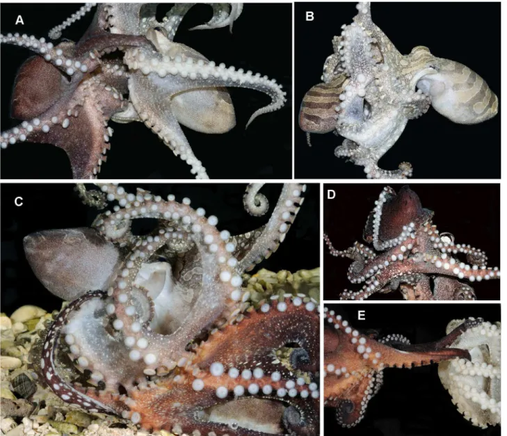Fig 4. Beak-to-beak mating in Larger Pacific Striped Octopus. A) Insertion of male hectocotylized arm into female mantle cavity, male on left, female on right; B) Female (right, pale) slightly enveloping male (left) during mating; C) Sucker alignment durin