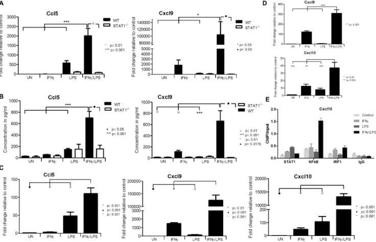 Figure 3. Effect of STAT1 dependent signal integration on chemokine expression. WT and STAT1 2/2 VSMCs, HMECs or WT aortic ring segments were treated as described in Fig