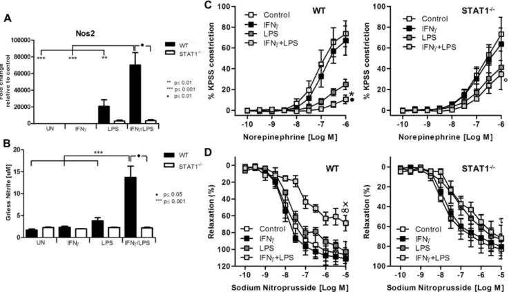 Figure 5. STAT1-mediated abolished response to norepinephrine and sodium nitroprusside is associated with disturbed NO production