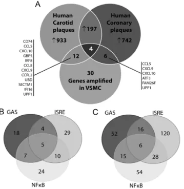 Figure 7. Expression of synergistically amplified genes in atherosclerotic vessels. A, Venn diagram with analysis of microarray datasets obtained from human coronary plaques and human carotid plaques