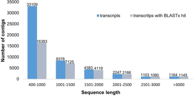 Figure 1. Length distribution of the 50,384 contigs. Histogram of the sequence-length distribution of these transcripts and the transcripts showing BLASTx hits in the nr database with a cut-off e - value of 1e210.