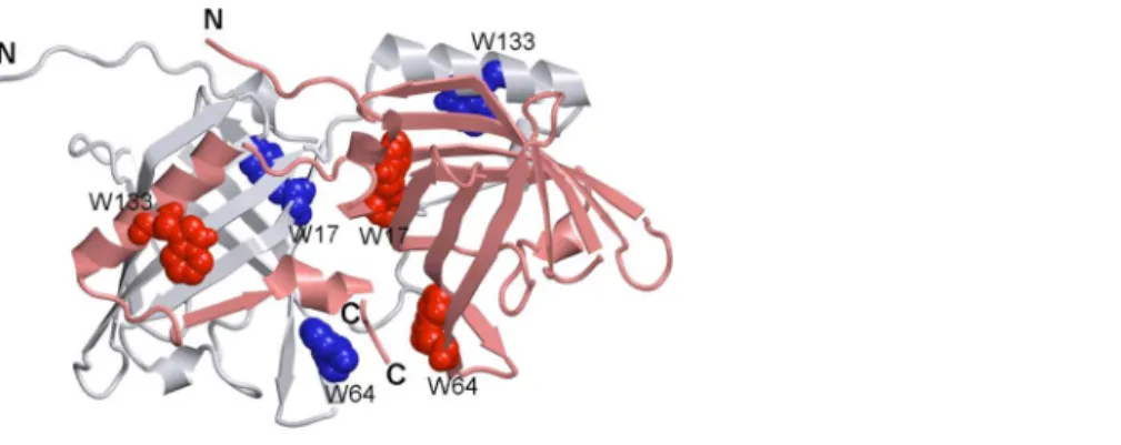 Figure 1 3-D structure of bOBP. The individual subunits in the protein are in gray and pink