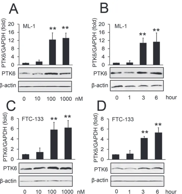 Fig 1. Effect of S1P on the expression of PTK6. (A, C) ML-1 cells (A) and FTC-133 cells (C) were stimulated with the indicated concentrations of S1P for 3 hours
