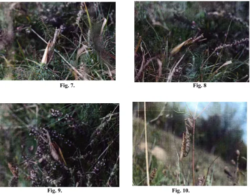 Fig. 7.  Fig. 8 