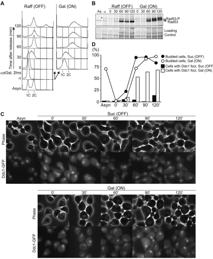 Figure 7. Untimely DNA replication conferred the accumulation of phosphorylated Rad53 and Ddc1 foci after S phase