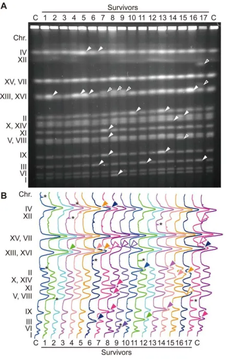 Figure 1. Survivors of the untimely initiation of DNA replication experiments have aberrant chromosomes