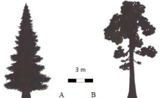 Figura 14. Comparação entre silhuetas de coníferas de  ambiente frio (A) e ambiente quente (B)