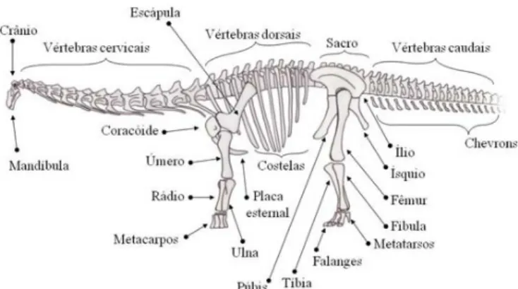 Figura 3. Reconstrução esquelética de Aelosaurus  maximus. Ilustração de Ariel Milani Martine  (Técnica 2)
