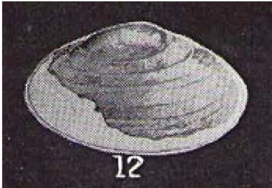 Figura 7. Itaimbea priscus. Fonte: Mezzalira 1974