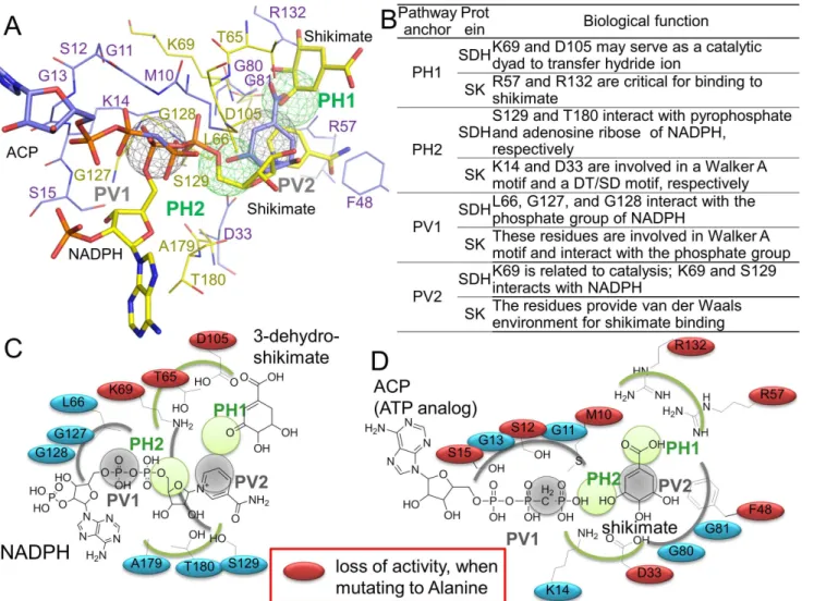 Figure 3. Relationship between the pathway anchors and biological functions. (A) Ligands of SDH and SK in the pathway site-moiety map.