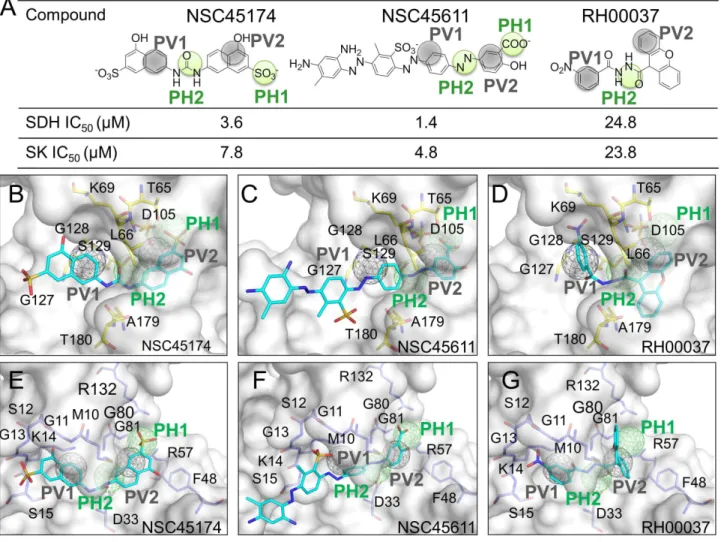 Figure 4. New multitarget inhibitors identified by the pathway-based screening strategy