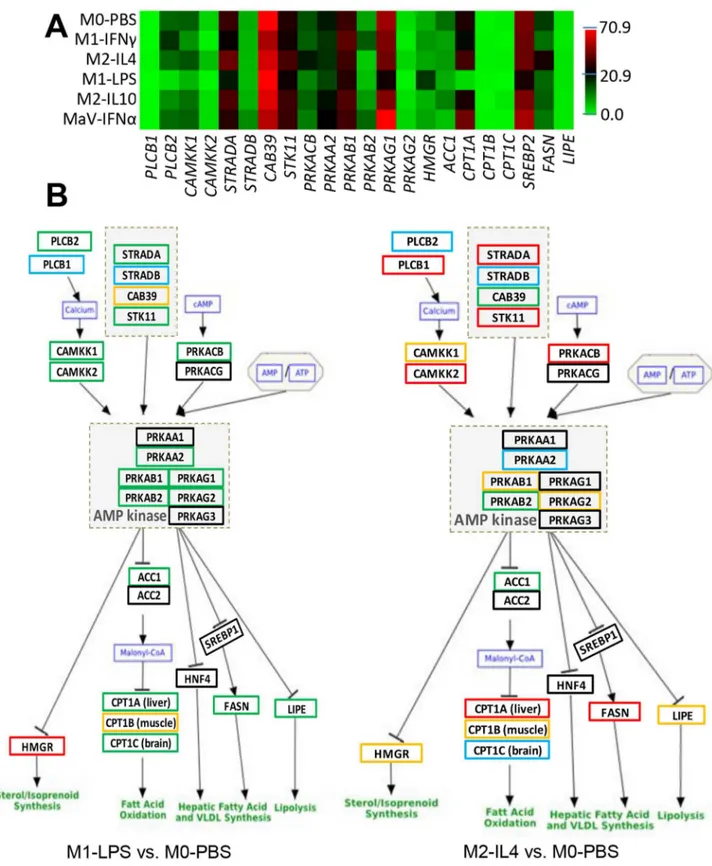 Figure 5. AMPK-mediated pathways for antiviral regulation. (A) Heatmap of the subset DEGs in the AMP-kinase pathway, which is critical to control of lipid metabolism, are shown