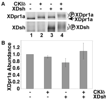 Figure 1. XDsh promotes a CKId-mediated mobility shift of XDpr1a. A. XDpr1a exhibits a mobility shift in the presence of CKId and XDsh