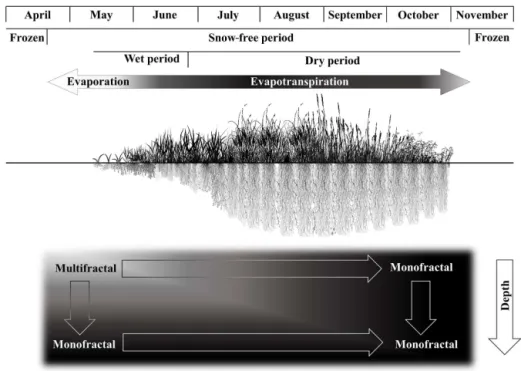 Figure 12. Conceptual schematics showing vegetation development over time, dominant water loss processes and the scaling behavior of soil water storage at different depths