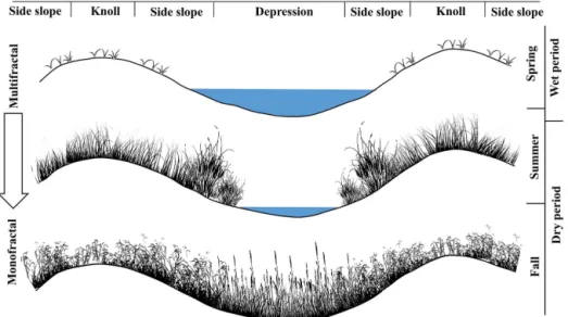 Figure 1. Conceptual schematics showing the vegetation growth patterns over the landscape at different times of the year