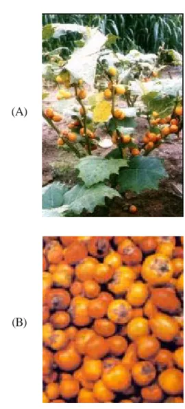 Figura 1. Planta (A) e fruto (B) de Solanum sessiliflorum (Augusto, 2004).