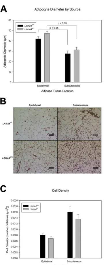 Figure 4. Adipocyte diameter in subcutaneous and epididymal adipose tissue depots for age matched Lama4 2/2 and Lama 4 +/+ mice (A)