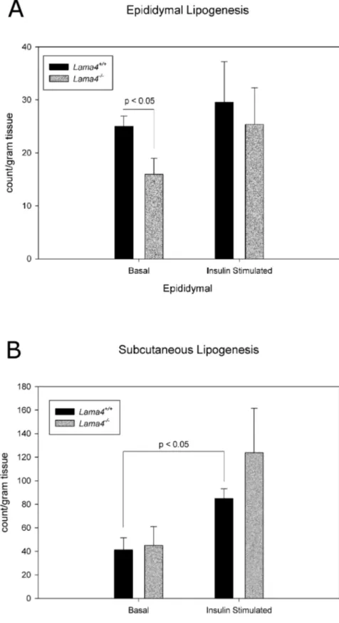 Figure 5. Lipogenesis levels in adipocytes from epididymal (A) and subcutaneous (B) adipose tissue in age matched Lama4 2/2 and Lama4 +/+ mice