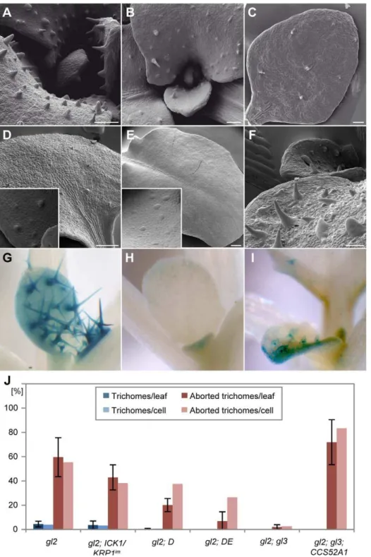 Figure 8. Partial rescue of trichome development of gl2 gl3 by PRO GL2 :CCS52A1 expression