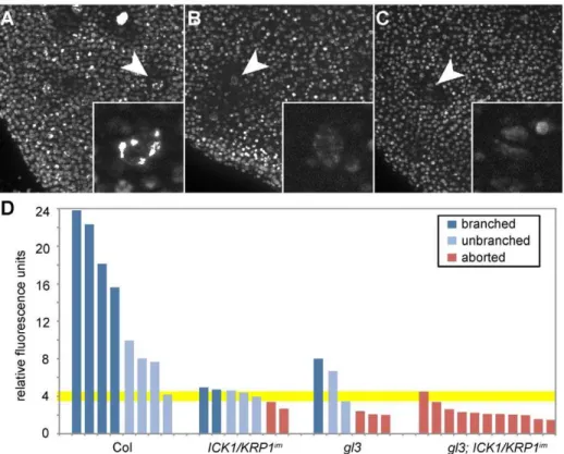 Figure 7. DNA content of young aborting trichomes. Light micrographs of young rosette leaves stained with DAPI
