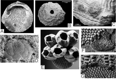 Figura 6. Exemplos de incrustação. A) Interior de um bivalve (Glycymeris)  incrustado por serpulídeos, briozoários, e bioerodido por esponja (Cliona sp.)