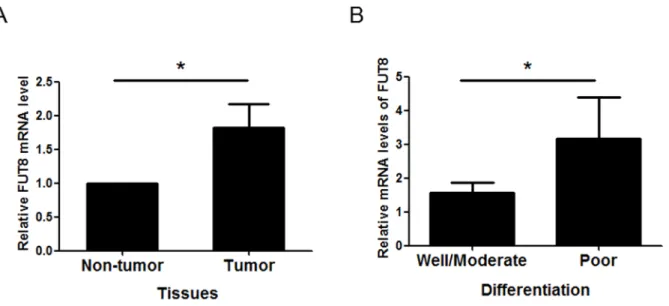 Figure 6. Fut8 expression is increased in HCC tumor tissues. (A) The Fut8 mRNA levels were evaluated in HCC tumor tissue compared normal liver tissue from the same patients (n = 24; *, P,0.05)