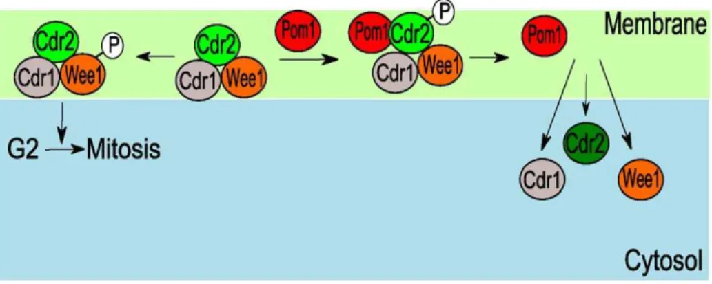 Figure 10. Model of cortical node localization of Cdr2-catalyzed Wee1 phosphorylation