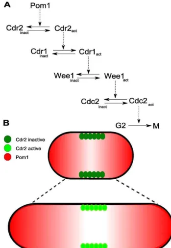 Figure 1. Mechanism of a cell-size checkpoint involving Pom1 and Cdr2. (A) Reaction network leading to the activation of mitosis in fission yeast