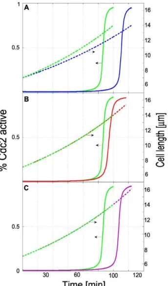 Figure 9. Requirement for multi-site phosphorylation. (A) Spatial concentrations of Pom1 and Cdr2 in long cells assuming Cdr2 multiphosphorylations (green solid line) and a first-order expulsion of Cdr2 from the membrane (green dashed line)