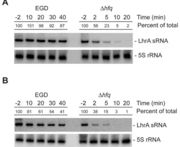 Figure 2. The stability of LhrA depends on the growth phase and the presence of Hfq. Northern blot analysis of LhrA and 5S rRNA (control)