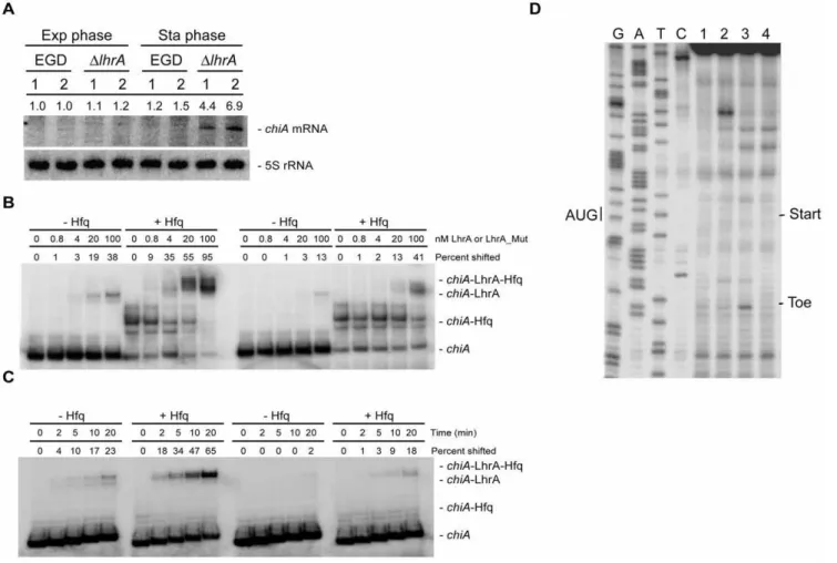 Figure 4. LhrA specifically targets the chiA mRNA. (A) Northern blot analysis of chiA expression in wild type and DlhrA mutant cells grown in BHI medium