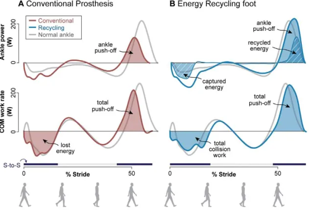 Figure 4. Average push-off power and net metabolic energy expenditure. (A) The Energy Recycling foot provided ankle push-off work at more than twice the rate of the Conventional Prosthetic foot, restoring ankle push-off to that of Normal walking (dashed li