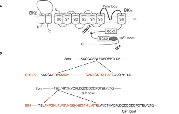 Figure 1. Location and amino acid sequences of ZERO and STREX splice variants of BK Ca a-subunit
