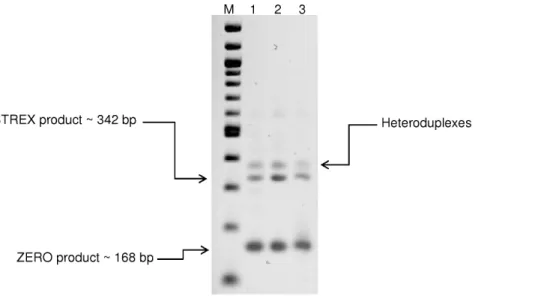 Figure 2. Detection of ZERO and STREX variants in rat cerebral and cremaster arteries