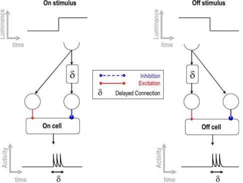 Figure 8. Neural connectivity that accounts for the on-off sensitive cell responses. This network makes use of the interaction of delayed and non-delayed excitatory and inhibitory pathways.