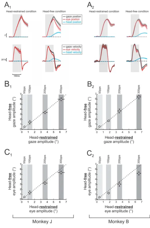 Figure 4.  Interaction of vestibular-driven head and eye movements.  A, Average gaze, eye and head position (top panels) and velocity (bottom panels) traces during stimulations when the head was restrained and free