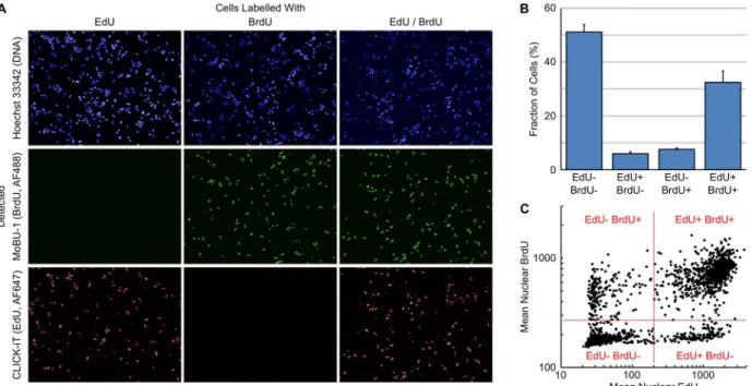 Fig 5. Estimation of S-phase Duration using EdU-BrdU Dual Pulse Labelling. (A) Images of HT29 cells labelled with various combinations of EdU and BrdU demonstrating the selectivity of Click-iT chemistry for EdU and MoBU-1 antibody for BrdU