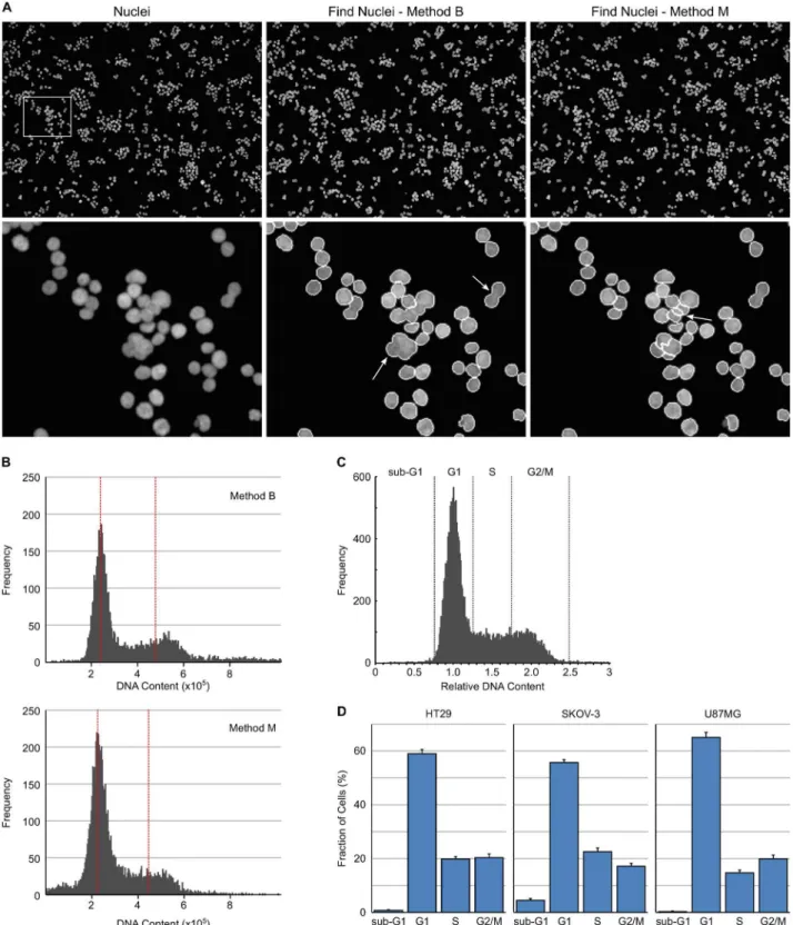 Fig 1. High-content cell cycle analysis based on DNA content. (A) Example images of HT29 cells with nuclei stained with Hoechst 33342 and then segmented with Harmony software using Find Nuclei Method B or Method M