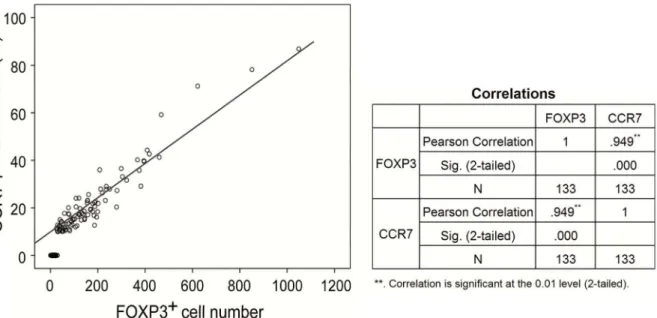 Figure S1 Expression of CCR7 and FOXP3 in normal gastric tissues. Representative immunostainings for CCR7 and FOXP3
