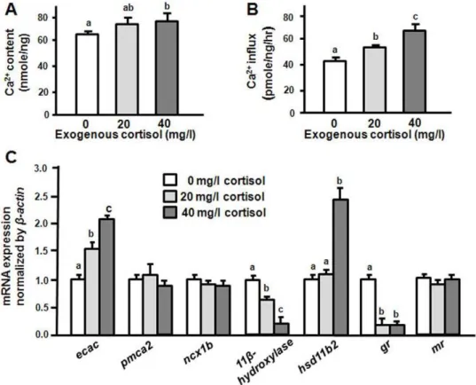Figure 3. Effects of exogenous cortisol in 3-dpf zebrafish embryos. Ca 2+ content (A), Ca 2+ influx (B) and mRNA expressions (C)